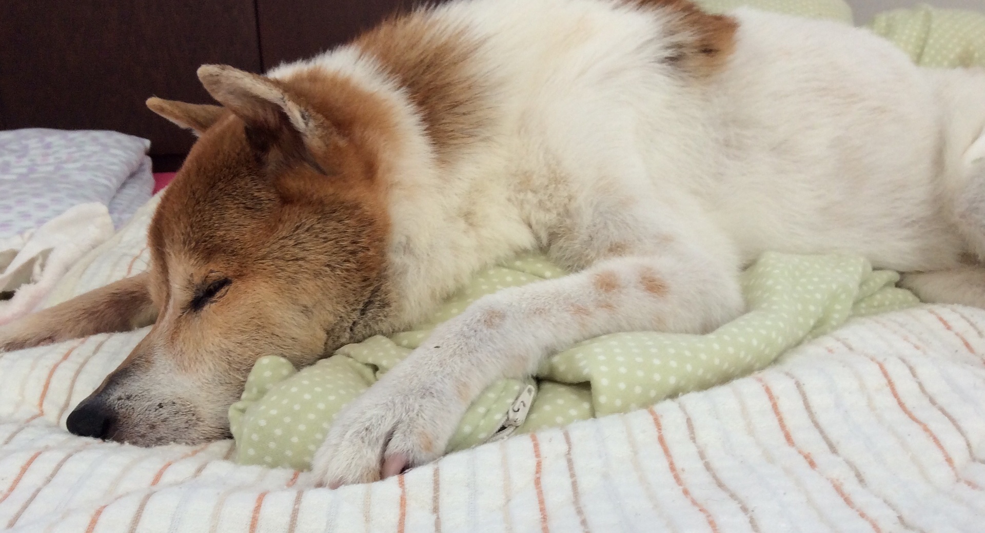 昨日の午後 おじぃちゃん犬 ぶち君